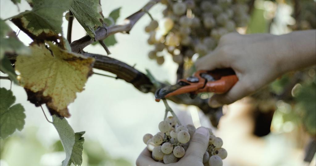 Quinta De Lourosa Pensionat Lousada Exteriör bild