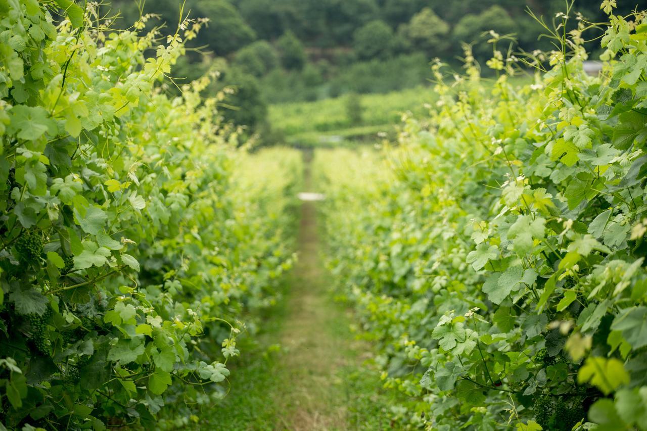 Quinta De Lourosa Pensionat Lousada Exteriör bild