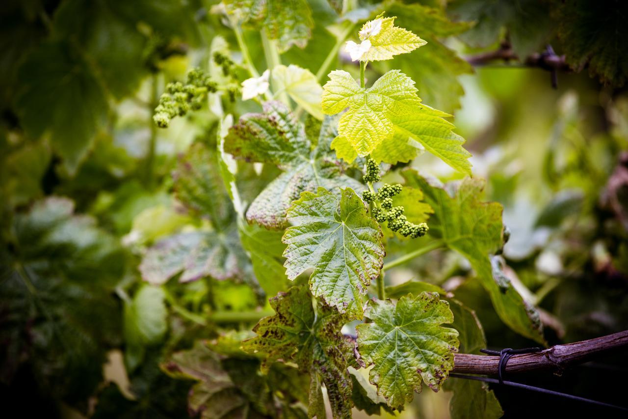 Quinta De Lourosa Pensionat Lousada Exteriör bild