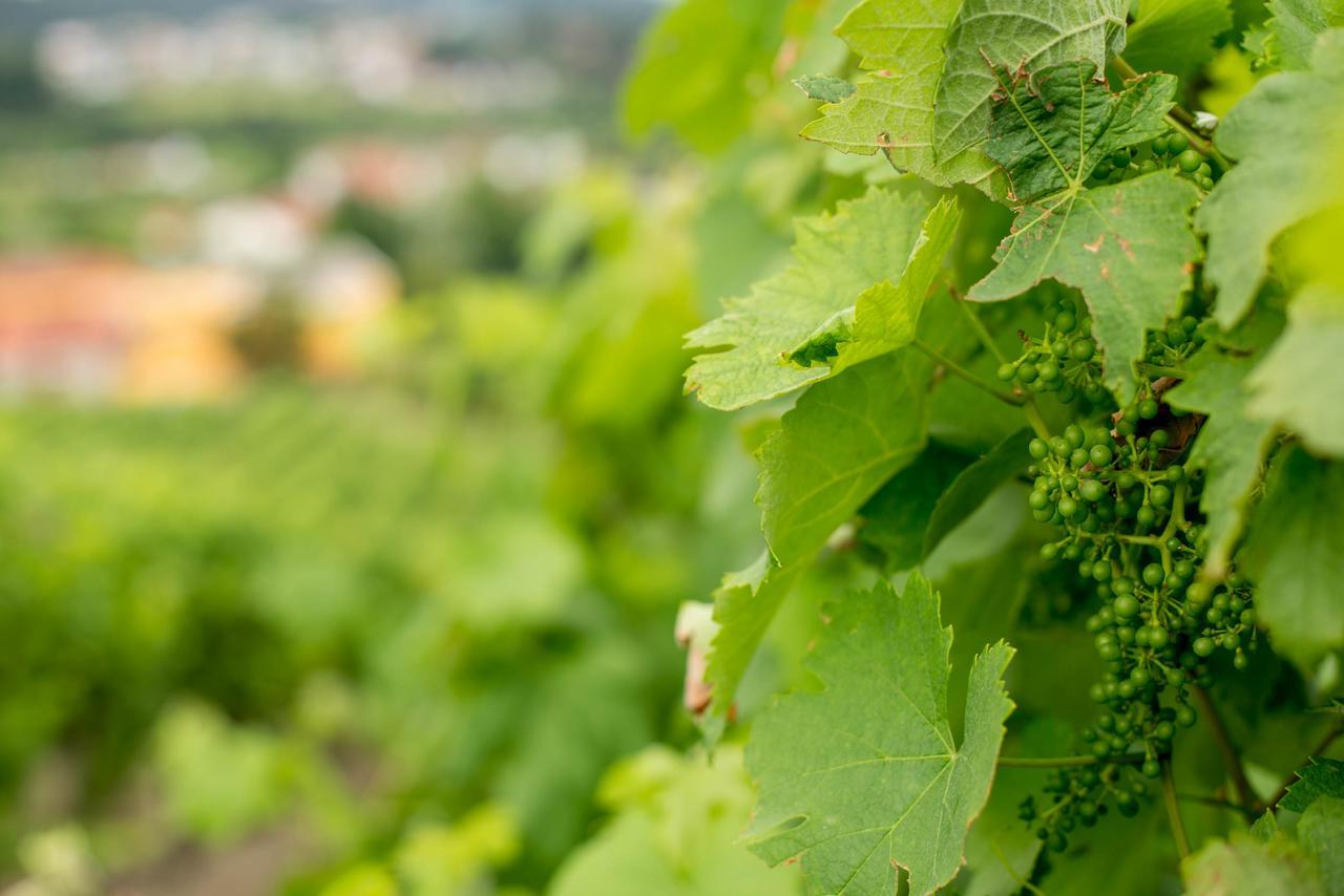 Quinta De Lourosa Pensionat Lousada Exteriör bild