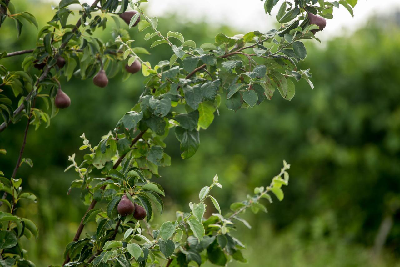 Quinta De Lourosa Pensionat Lousada Exteriör bild